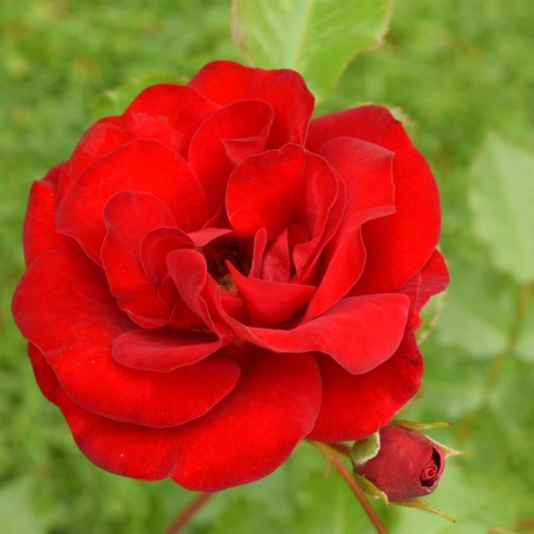 RUBY ANNIVERSARY (Patio) Garden Roses Pococks Roses The Cornish
